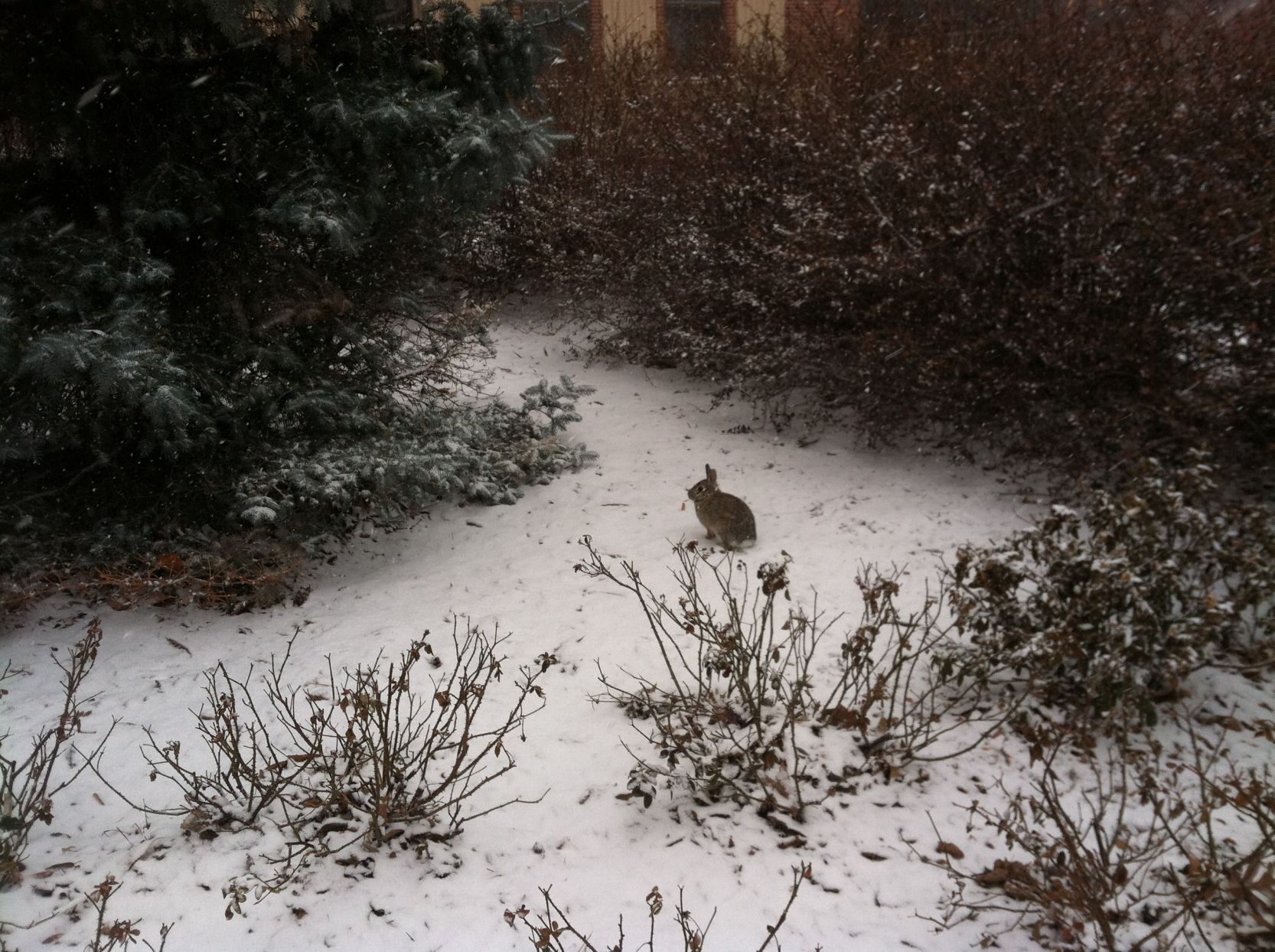 Rabbit